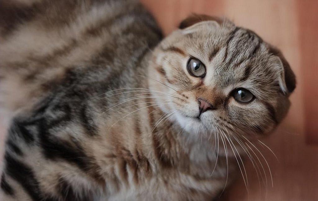 容易发病的折耳猫为啥比立耳猫贵?折耳猫应该怎么养比较好?(图1)