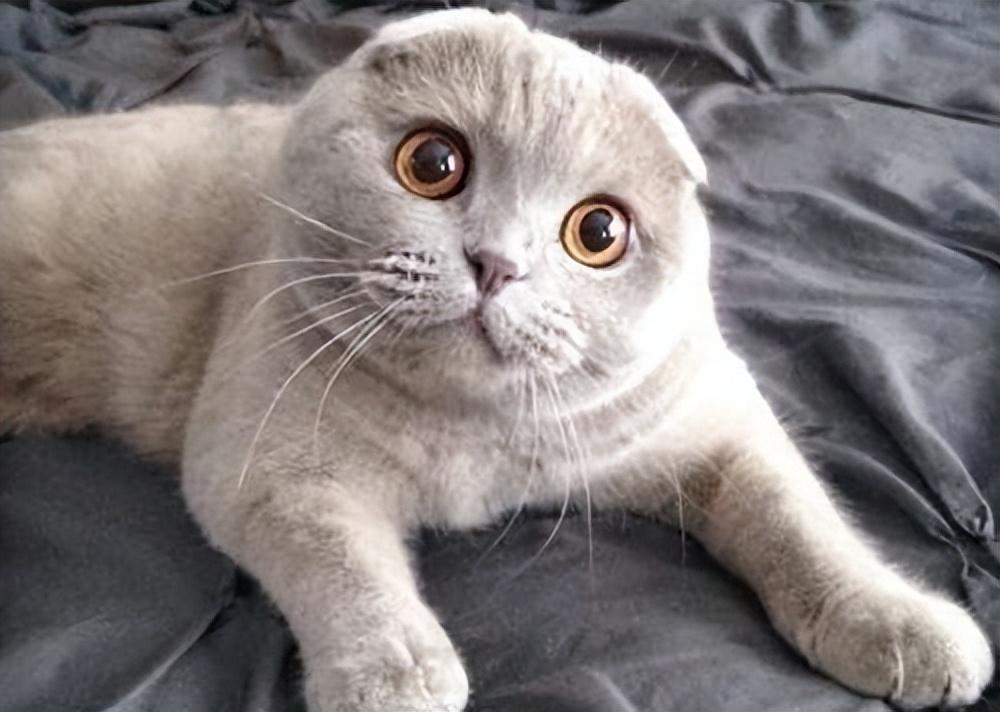 容易发病的折耳猫为啥比立耳猫贵?折耳猫应该怎么养比较好?(图4)