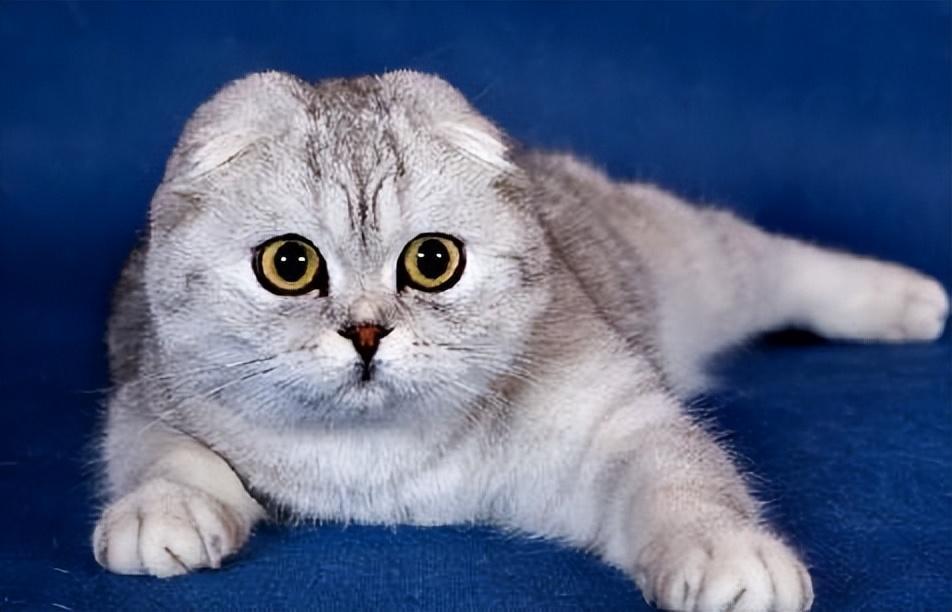 容易发病的折耳猫为啥比立耳猫贵?折耳猫应该怎么养比较好?(图3)