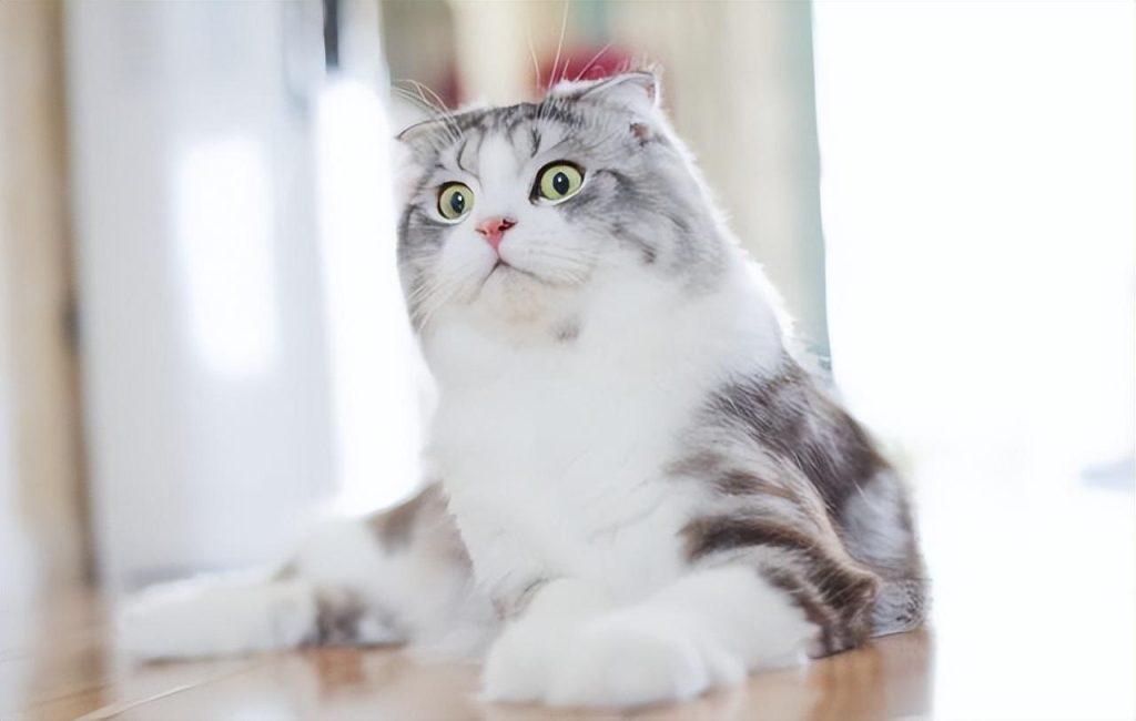 容易发病的折耳猫为啥比立耳猫贵?折耳猫应该怎么养比较好?(图5)