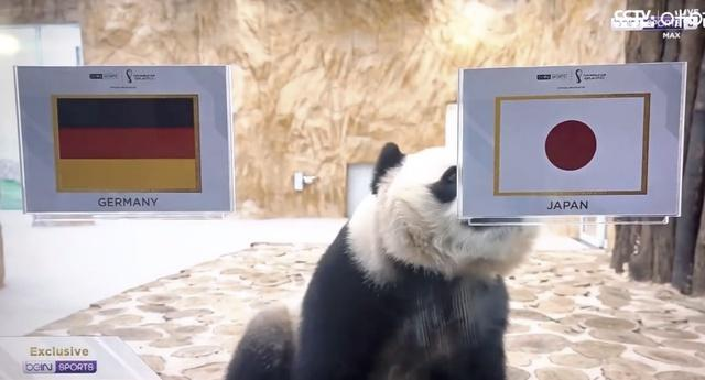 卡塔尔大熊猫成功“预测”日本战胜德国,揭幕战时还“预测”过厄瓜多尔胜利(图1)