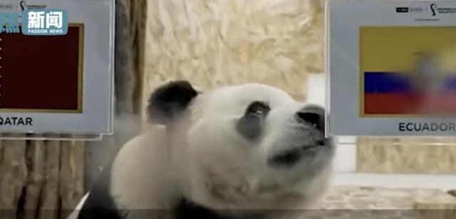 卡塔尔大熊猫成功“预测”日本战胜德国,揭幕战时还“预测”过厄瓜多尔胜利(图3)