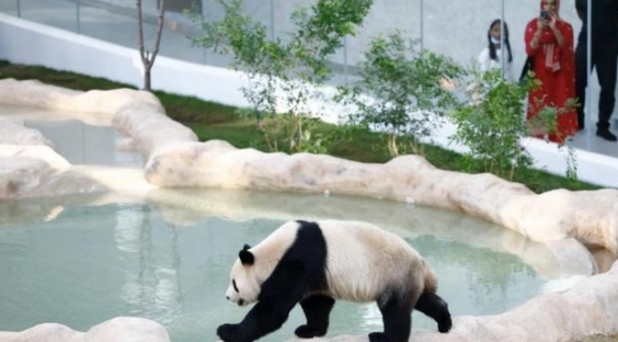 卡塔尔大熊猫成功“预测”日本战胜德国,揭幕战时还“预测”过厄瓜多尔胜利(图4)