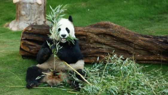 卡塔尔大熊猫成功“预测”日本战胜德国,揭幕战时还“预测”过厄瓜多尔胜利(图5)