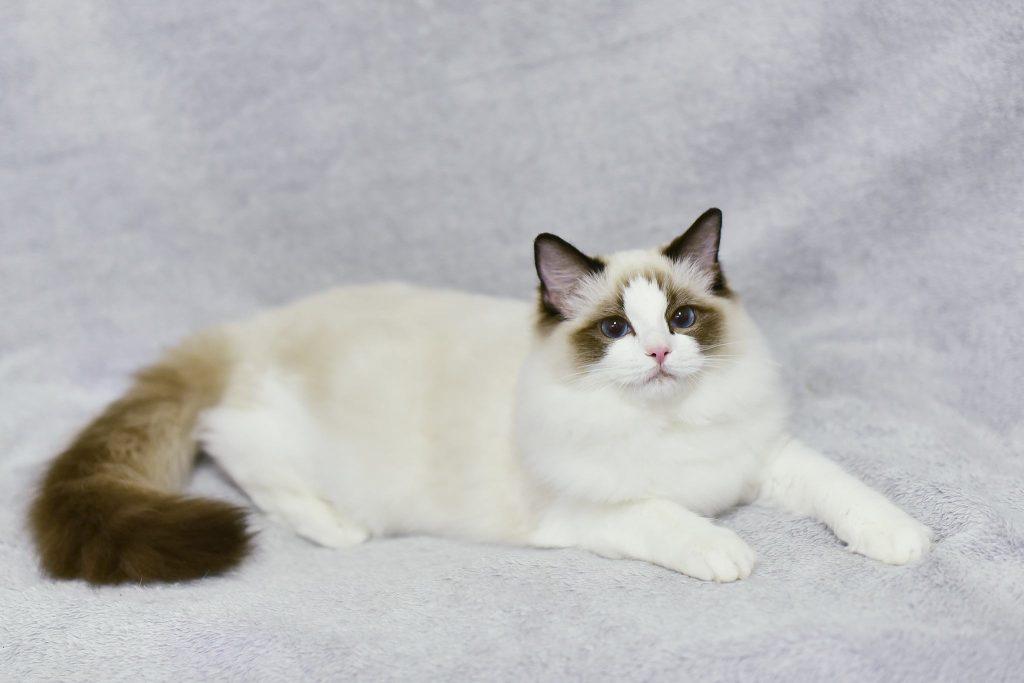 要判断布偶猫品相好坏,学会看这几个部位(图3)