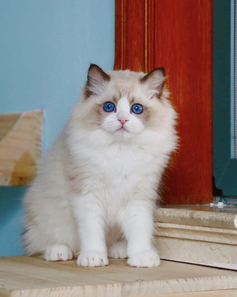 要判断布偶猫品相好坏,学会看这几个部位(图2)