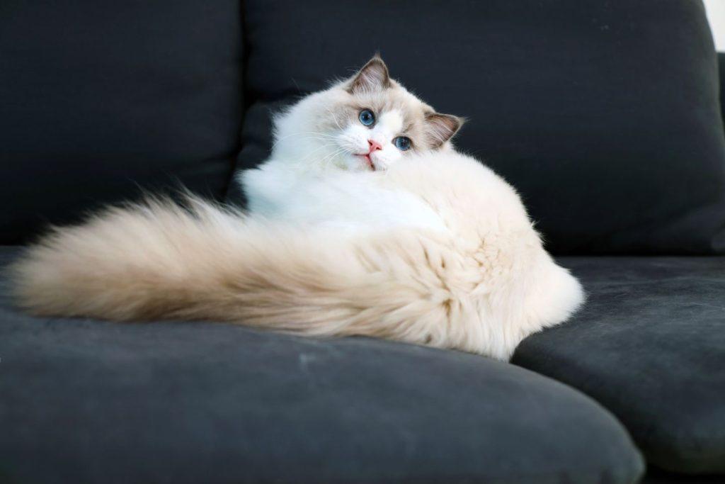 要判断布偶猫品相好坏,学会看这几个部位(图4)