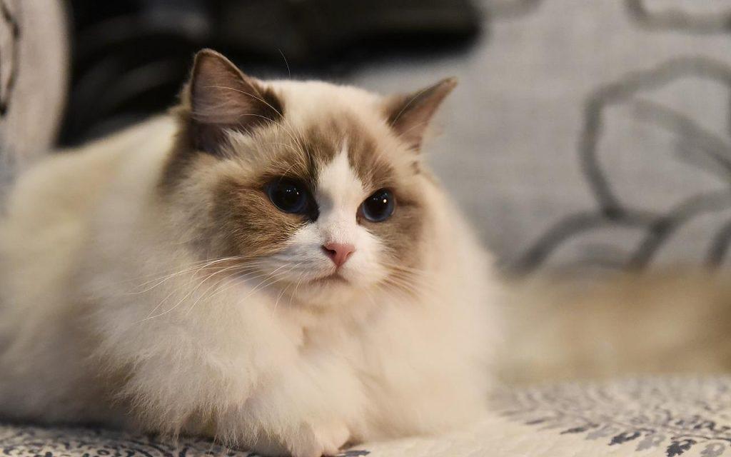 要判断布偶猫品相好坏,学会看这几个部位(图8)