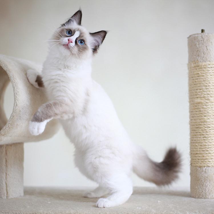 要判断布偶猫品相好坏,学会看这几个部位(图9)