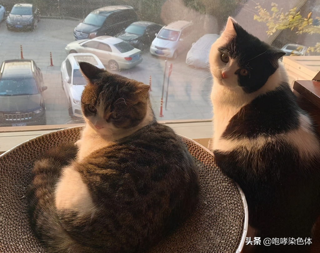 第一次养猫要准备多少预算?新手养猫需要准备多少钱?(图1)