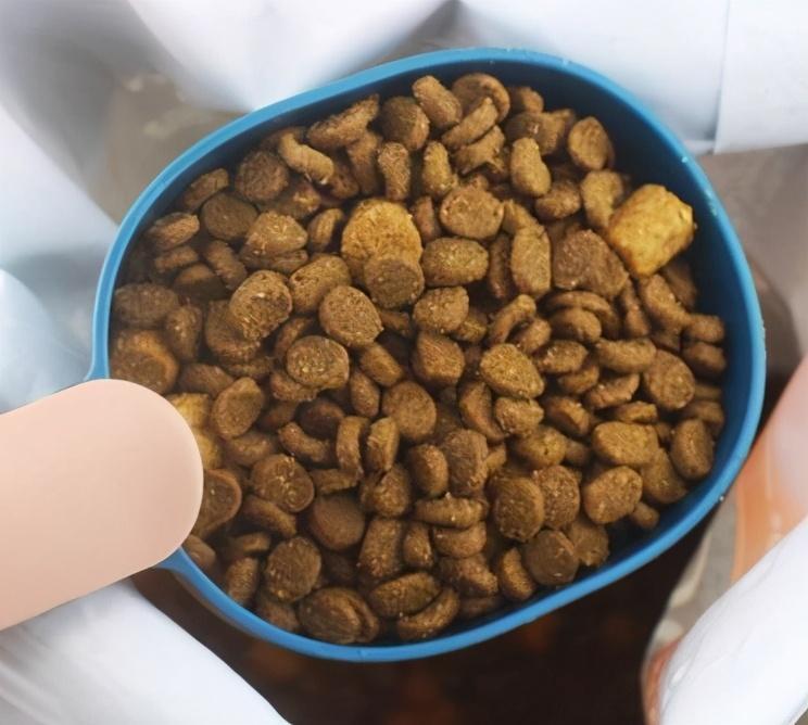 怎么给猫咪选择猫粮呢?不同时期的猫咪对猫粮的需求是怎么样的?(图4)