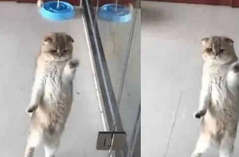 出门忘记把猫咪关笼子里,回到家被笑喷了(图1)