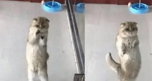 出门忘记把猫咪关笼子里,回到家被笑喷了(图2)