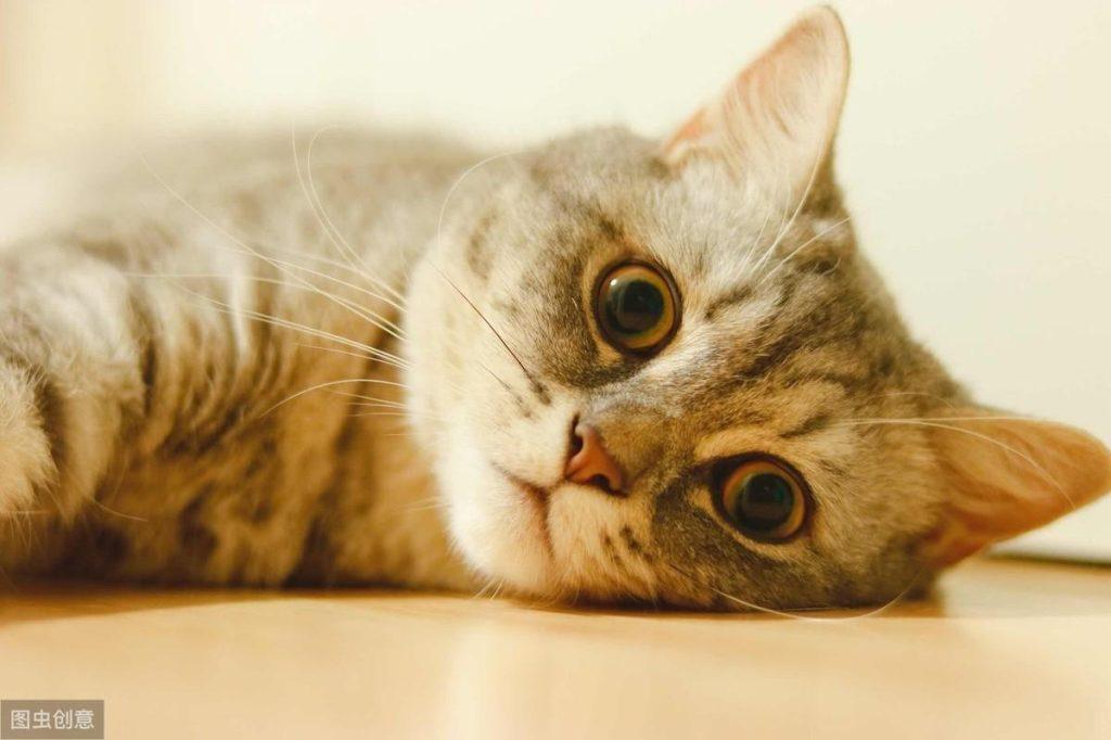 公猫拆家?母猫乖巧?养猫咪前如何挑选公母(图1)