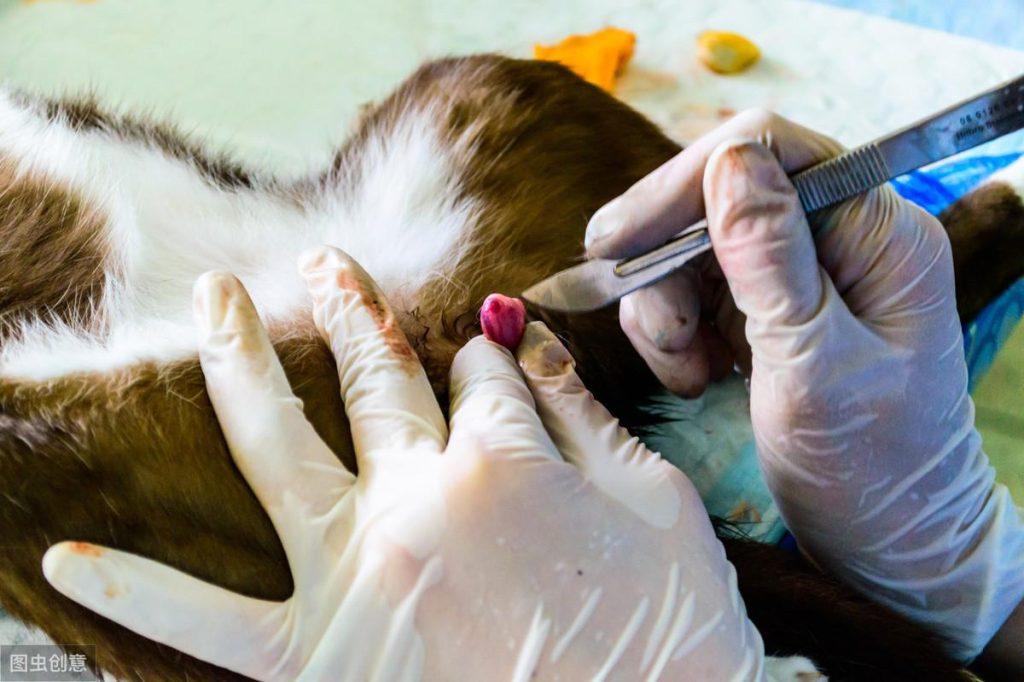 公猫拆家?母猫乖巧?养猫咪前如何挑选公母(图2)