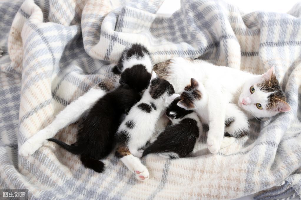 公猫拆家?母猫乖巧?养猫咪前如何挑选公母(图5)