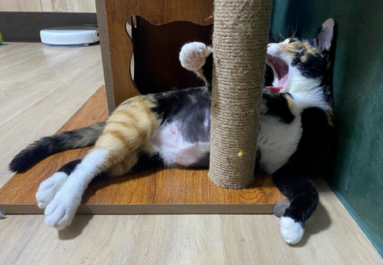 霸气胖猫,一看就不好惹(图1)