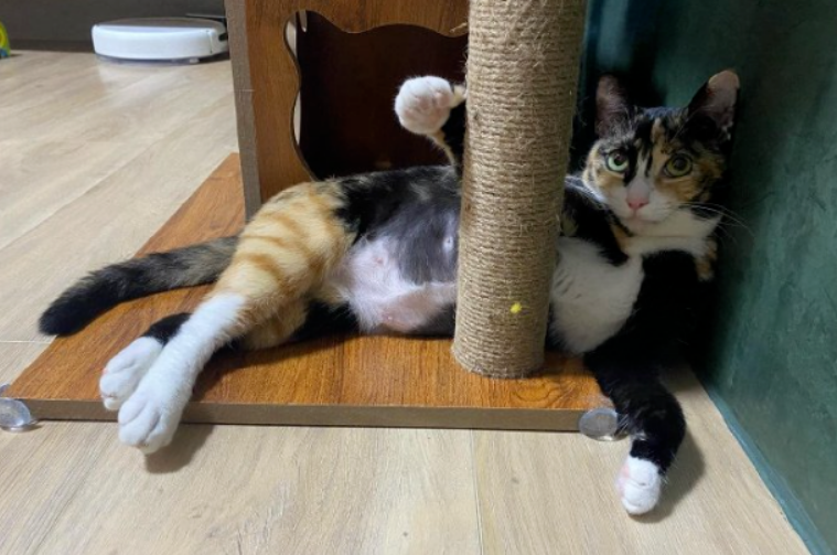 霸气胖猫,一看就不好惹(图2)