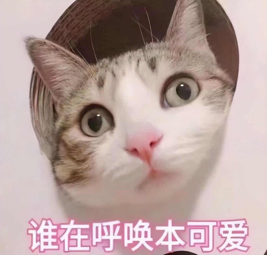 猫一天吃多少猫粮?猫咪所需的营养元素分享(图1)