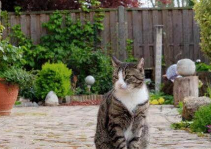 女子外出回家,发现猫咪枕着一块肉在睡觉(图1)