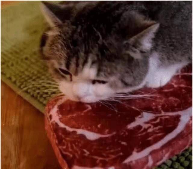 女子外出回家,发现猫咪枕着一块肉在睡觉(图2)