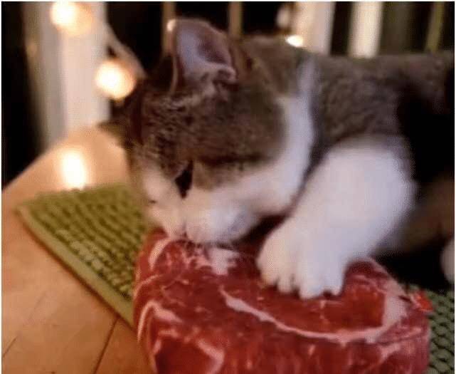 女子外出回家,发现猫咪枕着一块肉在睡觉(图3)