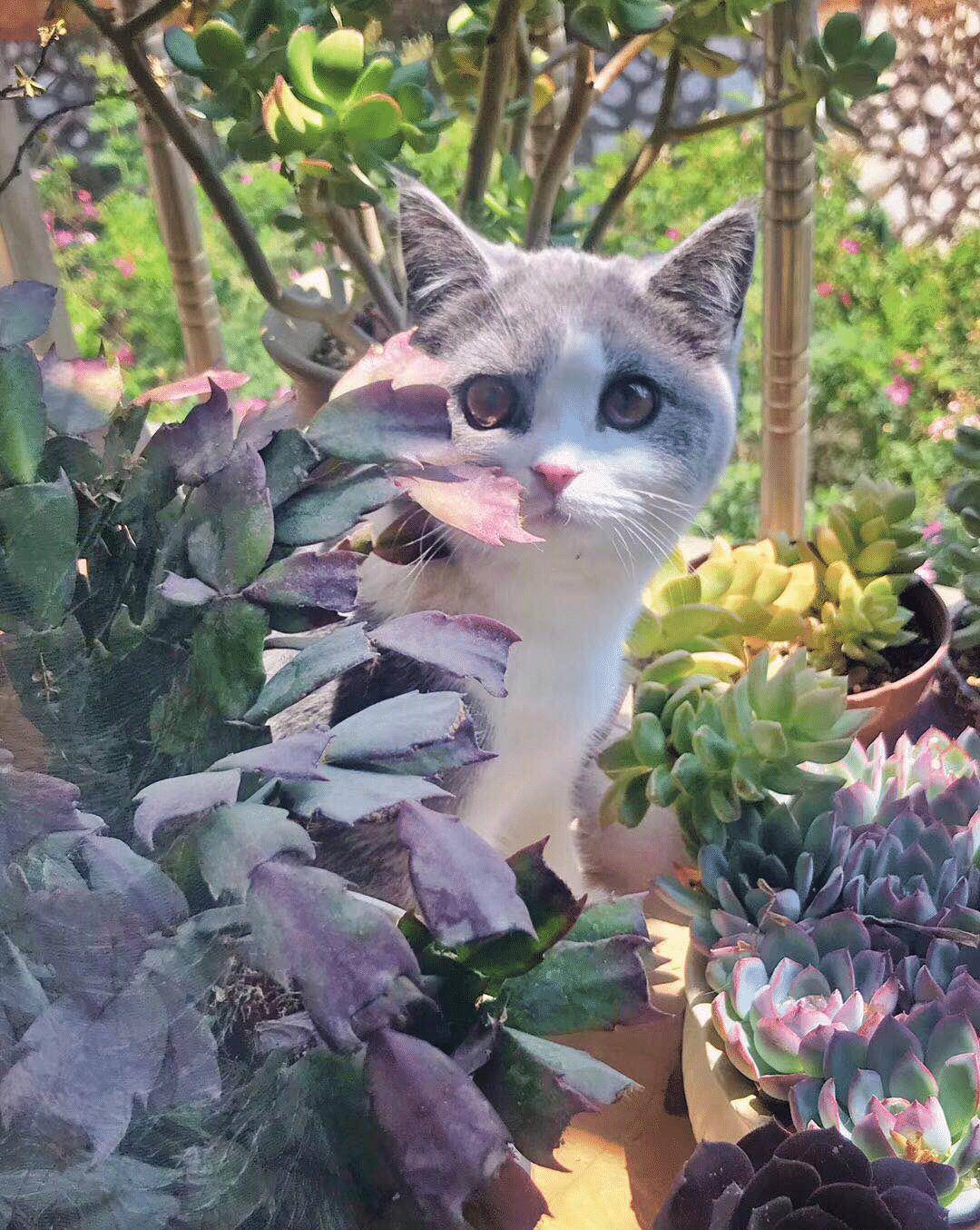 女子外出回家,发现猫咪枕着一块肉在睡觉(图5)