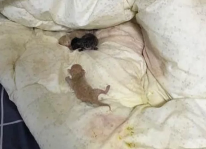 床单被猫咪弄脏了,主人正要发火,翻开一看却不忍心了(图1)