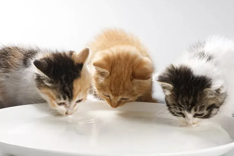 猫咪是一直都要喝羊奶粉吗?成年以后也要喝吗?(图1)