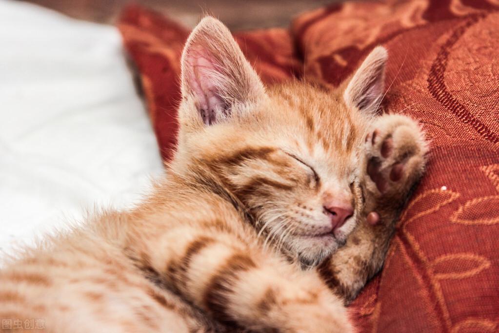 猫咪体内外驱虫多少钱?给猫咪做驱虫要注意什么?(图1)