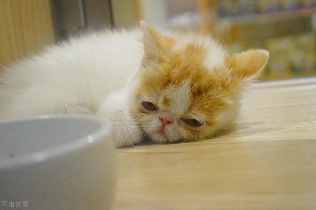 猫咪体内外驱虫多少钱?给猫咪做驱虫要注意什么?(图3)