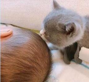 小猫咪每天给小主人舔头发,主人无奈:再舔就要“秃”了(图1)