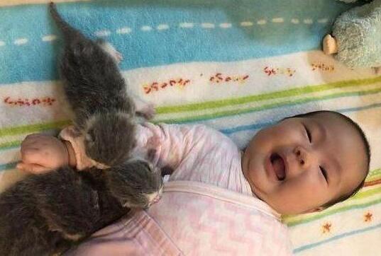 小猫咪每天给小主人舔头发,主人无奈:再舔就要“秃”了(图3)