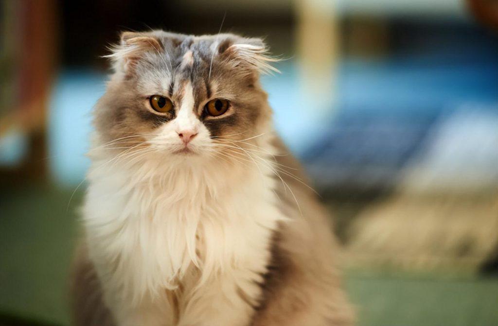 猫内外驱虫多少钱猫做驱虫要花费多少?用药后需照顾好猫咪的情绪(图1)