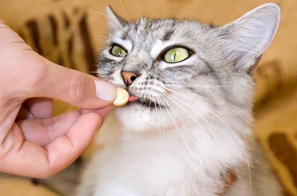 猫内外驱虫多少钱猫做驱虫要花费多少?用药后需照顾好猫咪的情绪(图2)