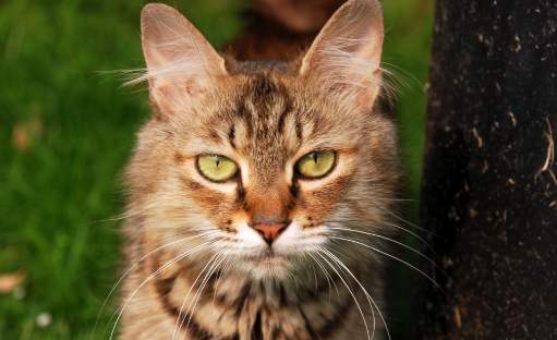 女子在小区被流浪猫抓伤,将投喂者和物业告上法庭!(图1)