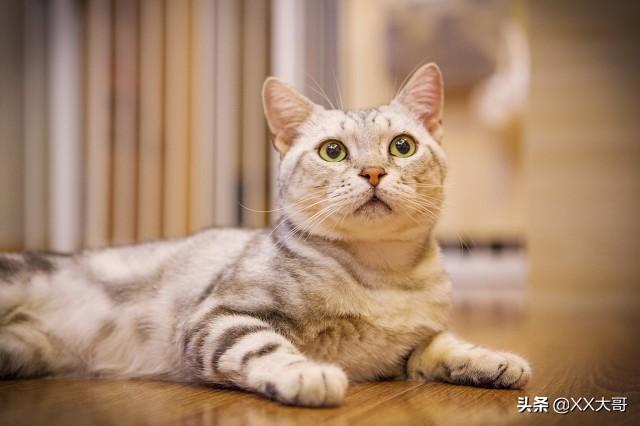 猫咪体内驱虫吃多少?为宠物选择正确的驱虫药(图1)