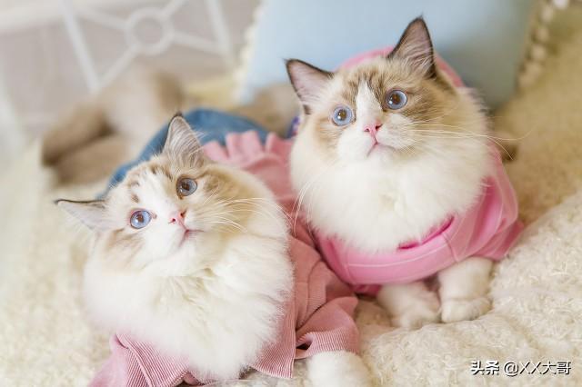 猫咪体内驱虫吃多少?为宠物选择正确的驱虫药(图3)