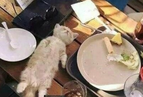 小奶猫吃饱后躺餐桌睡觉,一群人围观拍照,四脚朝天的模样太萌了(图1)