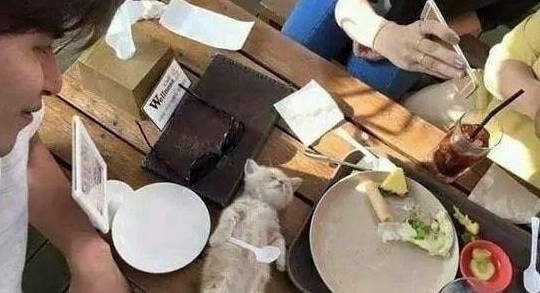 小奶猫吃饱后躺餐桌睡觉,一群人围观拍照,四脚朝天的模样太萌了(图2)