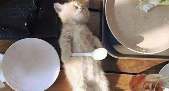 小奶猫吃饱后躺餐桌睡觉,一群人围观拍照,四脚朝天的模样太萌了(图3)