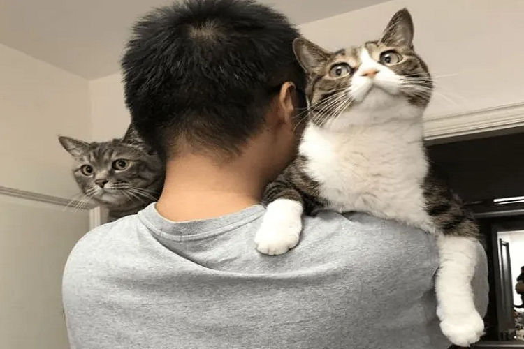 猫咪突然变得非常黏人是怎么回事?(图1)