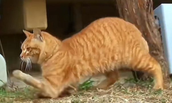 橘猫每日拖着残疾双腿乞讨,后被好心大姐收为宠物(图1)