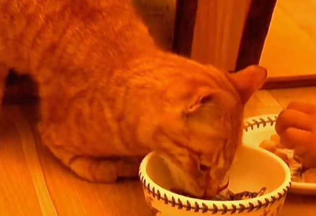 橘猫每日拖着残疾双腿乞讨,后被好心大姐收为宠物(图2)