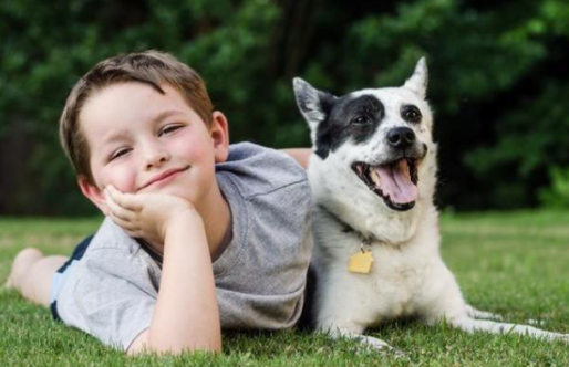 养狗注意事项有哪些?(图2)