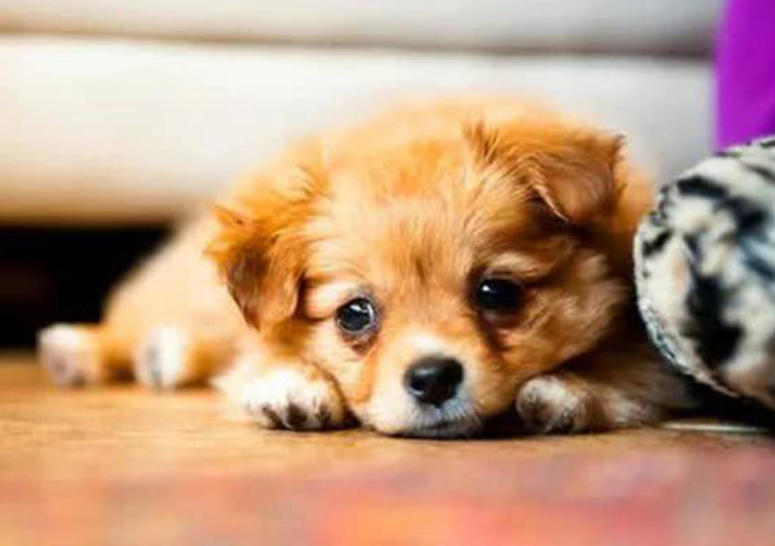 养狗注意事项有哪些?(图4)