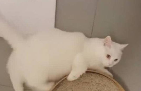 猫咪被主人关进阁楼,主人差点被吓死,网友笑他自作孽(图2)