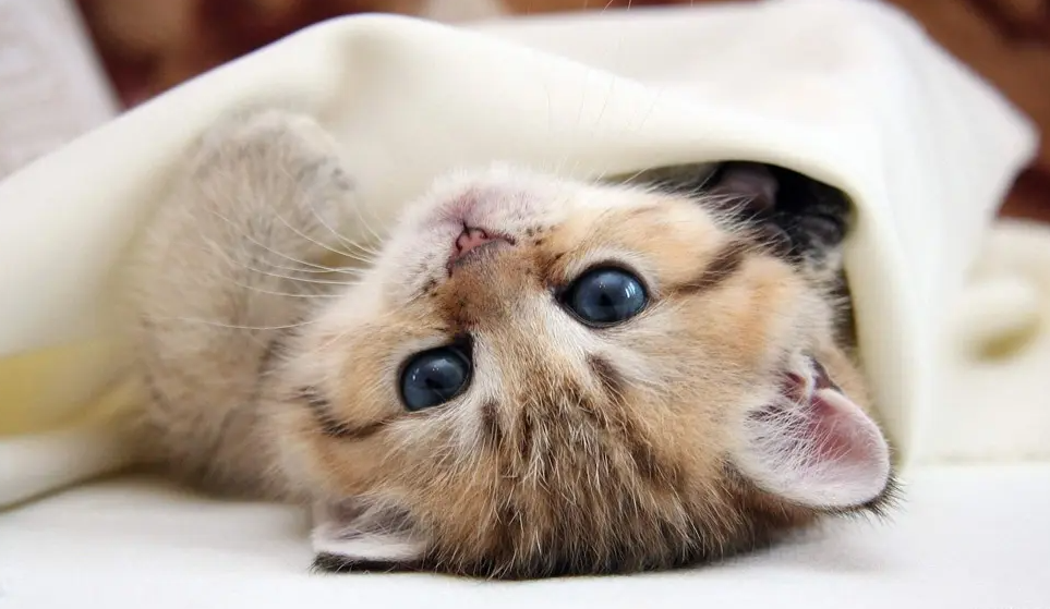 小猫为什么有时会用前爪在人身上不停的按呀按的,它在做什么?(图1)