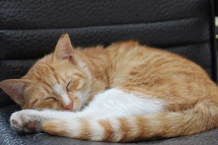 猫咪会抑郁吗?猫咪抑郁的症状是什么?(图1)