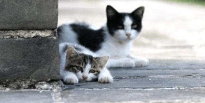 贵州有一只流浪猫,被收养后,成为狸猫警长(图2)